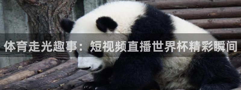 nba视频直播无插件看球吧